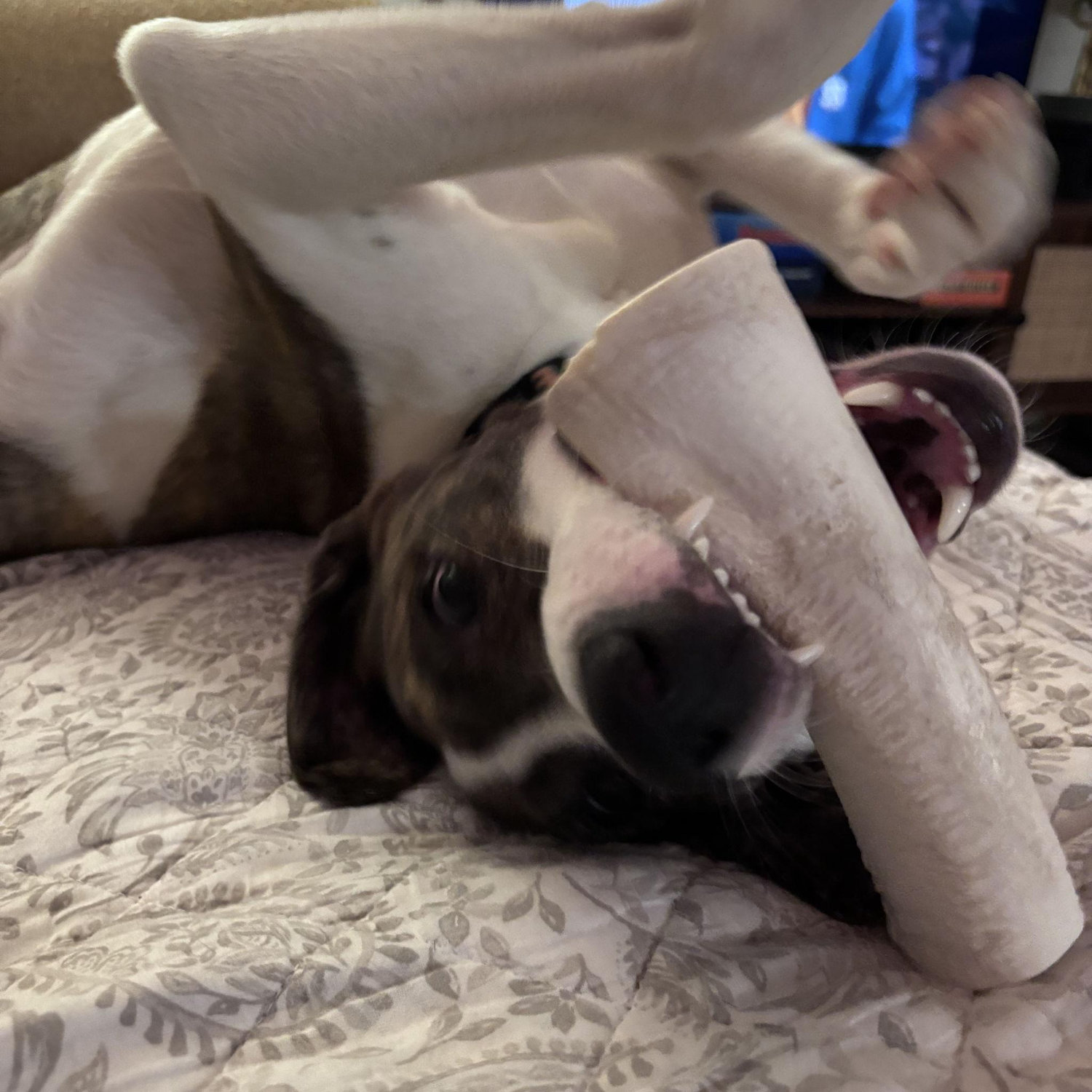 Bugg's nightly routine