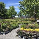 Ontario Orchards