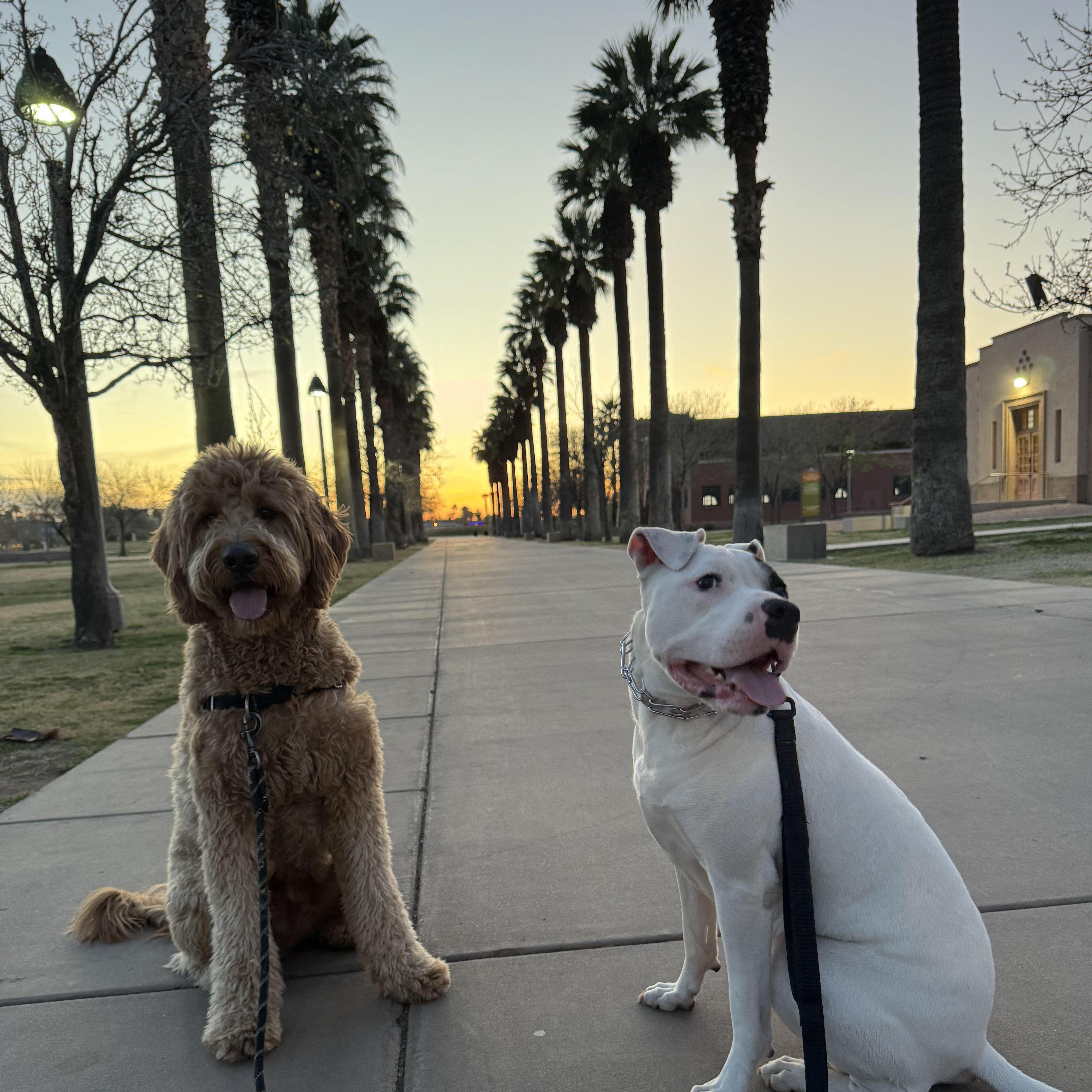 05.12.2023 | Loren and Milo took a travel assignment in Phoenix. Andrew and Luna joined her out west permanently