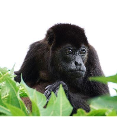Howler monkey