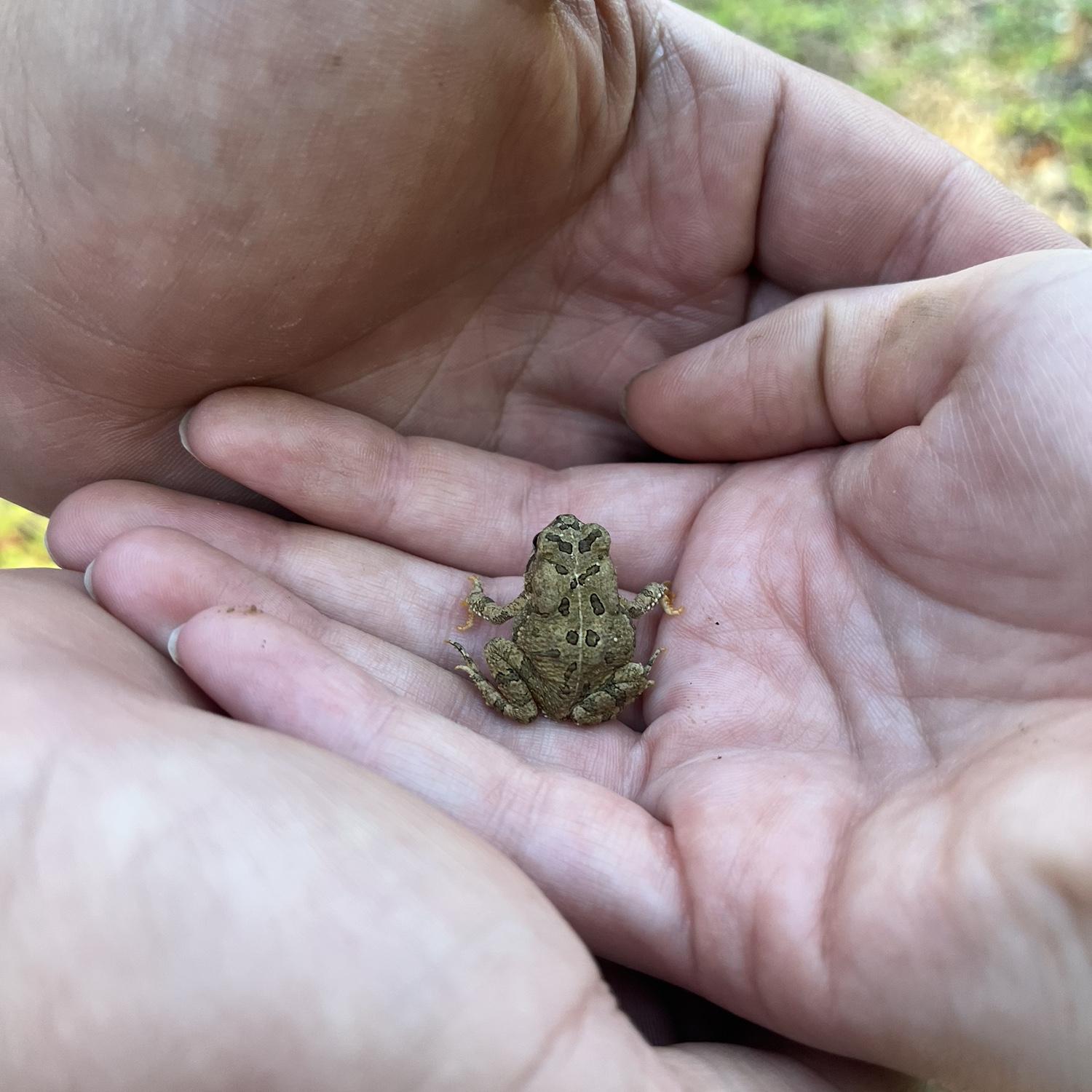 A frog we found at the Paint Rock River