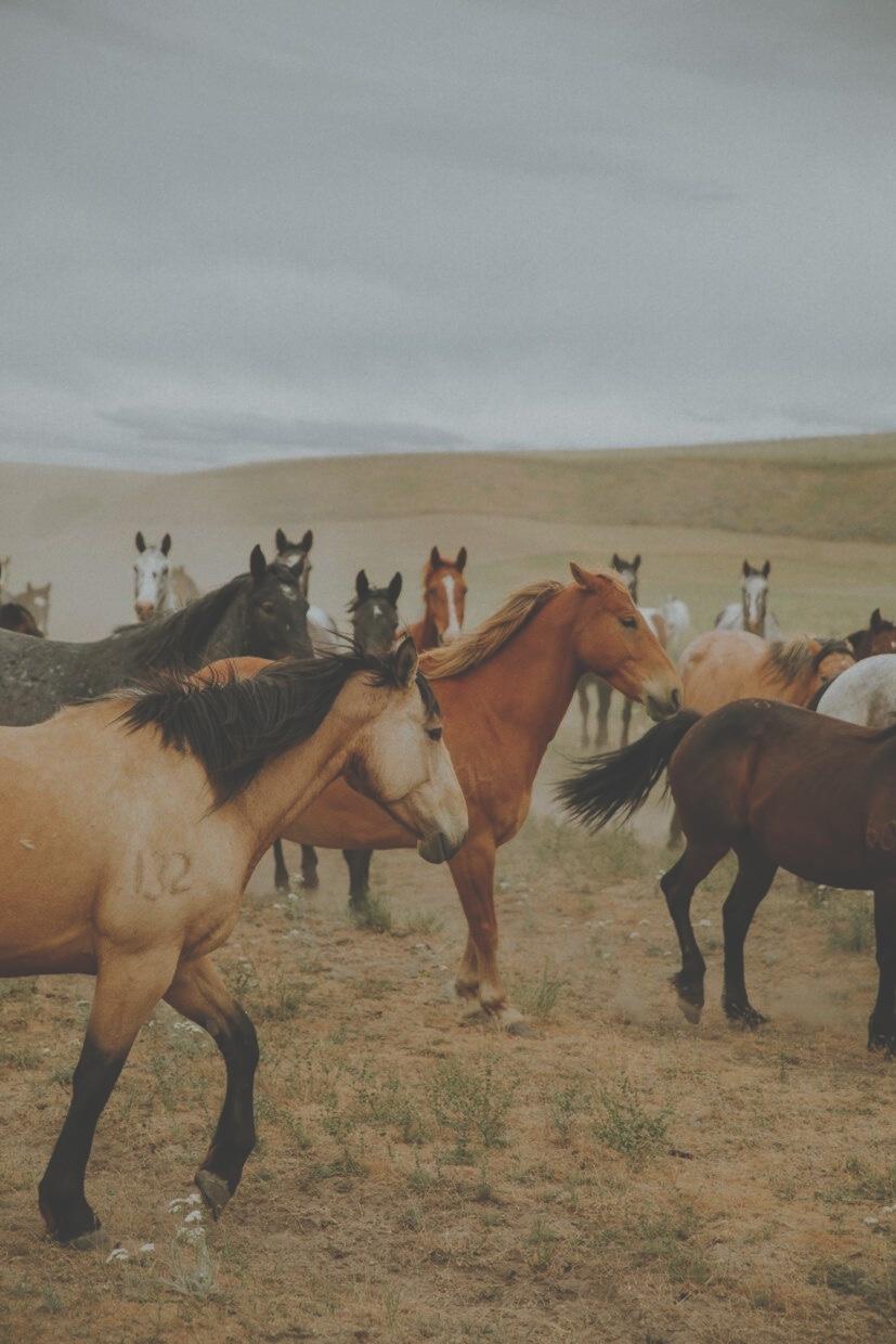 The Wedding Website of Jaycie Jennings and Britton Wheatley