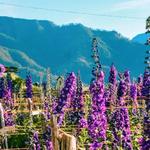 Northern Blossom Flower Farm