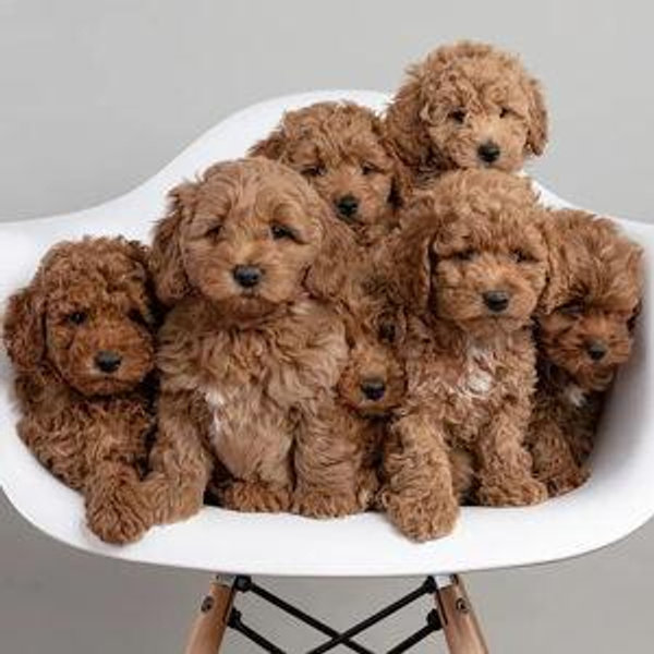 Future Puppy Fund