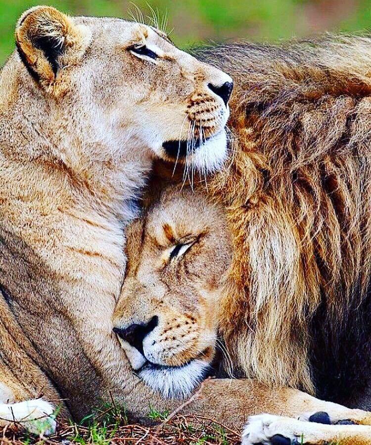 Lion and lioness, king and queen ☺( yep! Close to how I see us!