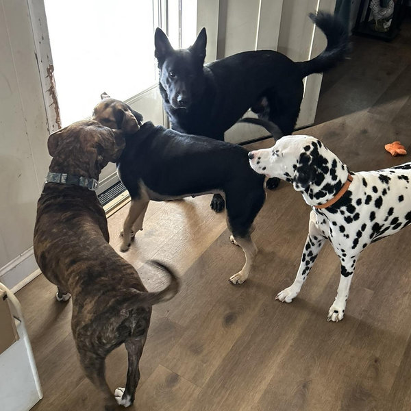 Year's Supply Of Pet Treats