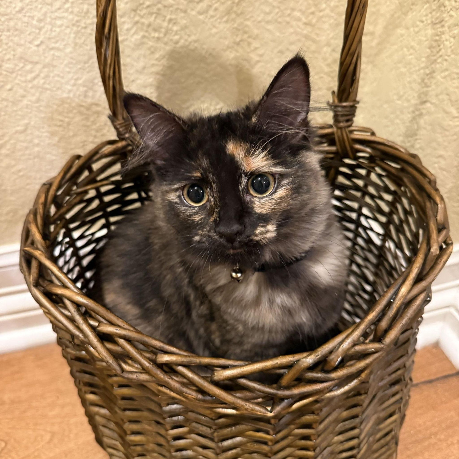 This is our cat Noir
