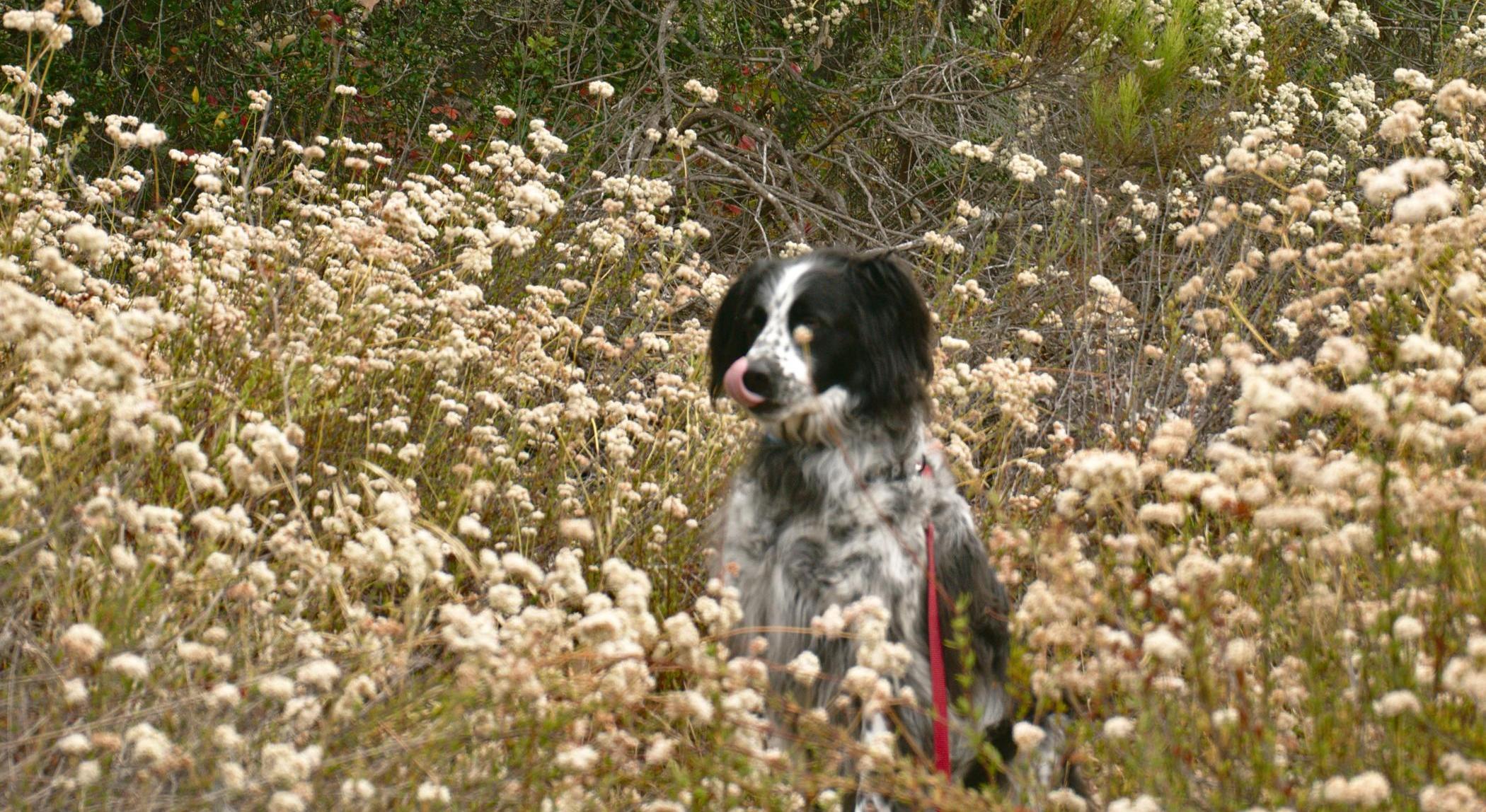 Footer image