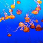 Monterey Bay Aquarium
