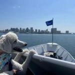 City Cruises San Diego Whale Watching & Harbor Tours