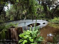 Magnolia Plantation and Gardens