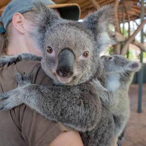 Experiencia con un Koala