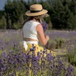Lavender Fields