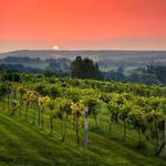 Fergedaboudit Vineyard & Winery