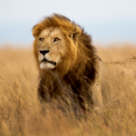 Game Reserve