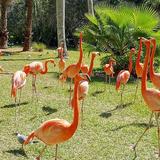 Sarasota Jungle Gardens