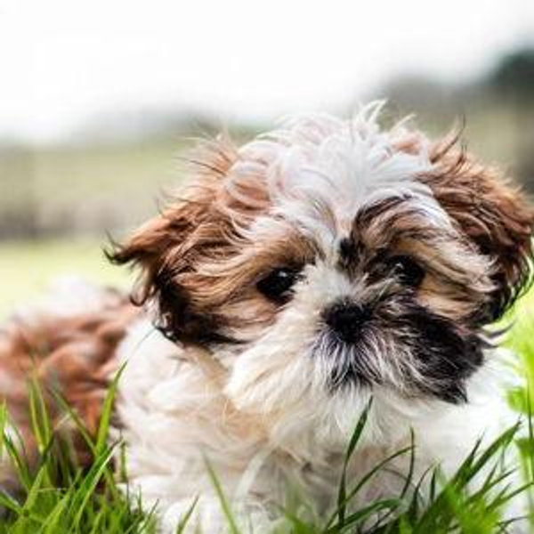 Future Dog Fund 🐶