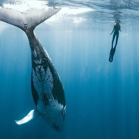 Kara’s Dream Swimming With Whales in Moorea