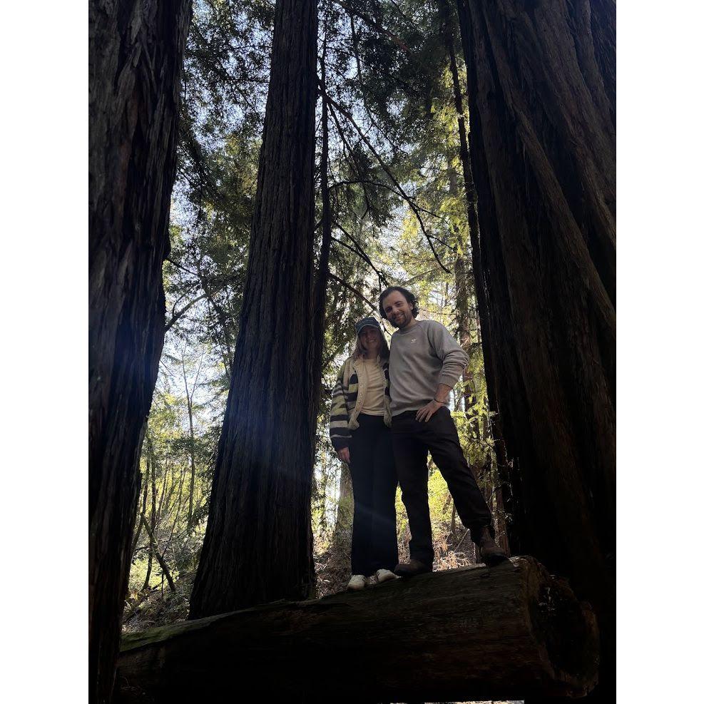 In the Redwoods in Napa Valley