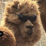 Eastland Alpacas