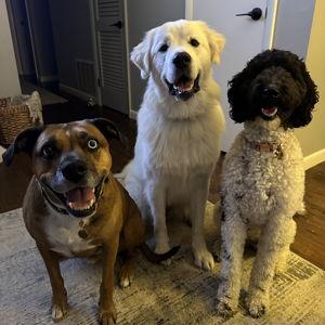 Dog Treats