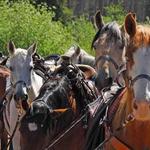 Horseback Riding at Winding River Resort