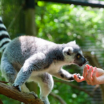 Oglebay Good Zoo