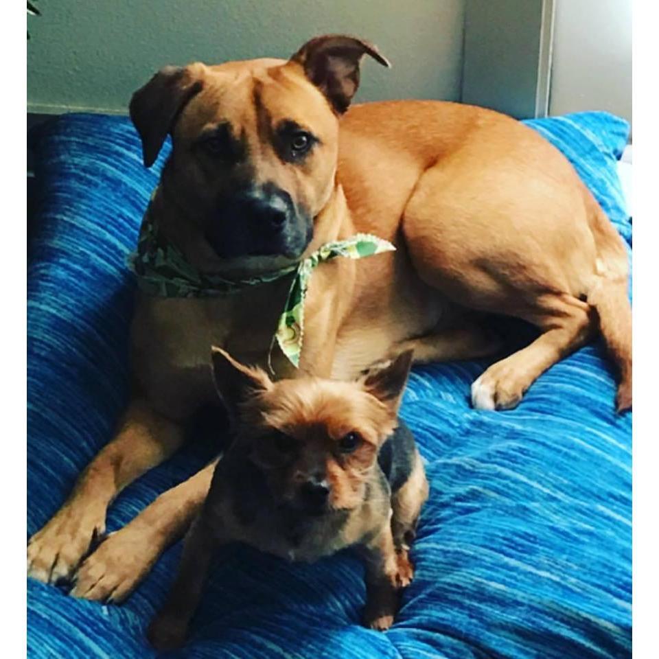 our 2 little stinkers - WallE and Biggie