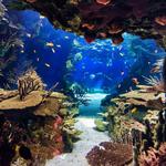 Shedd Aquarium