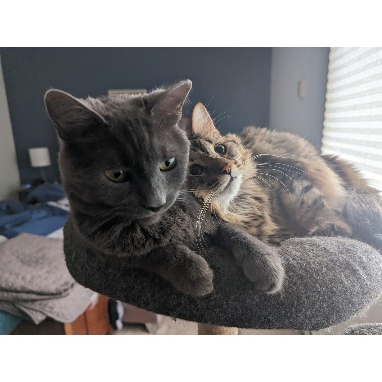 Junimo loves Ciri very much.