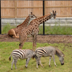 Seneca Park Zoo