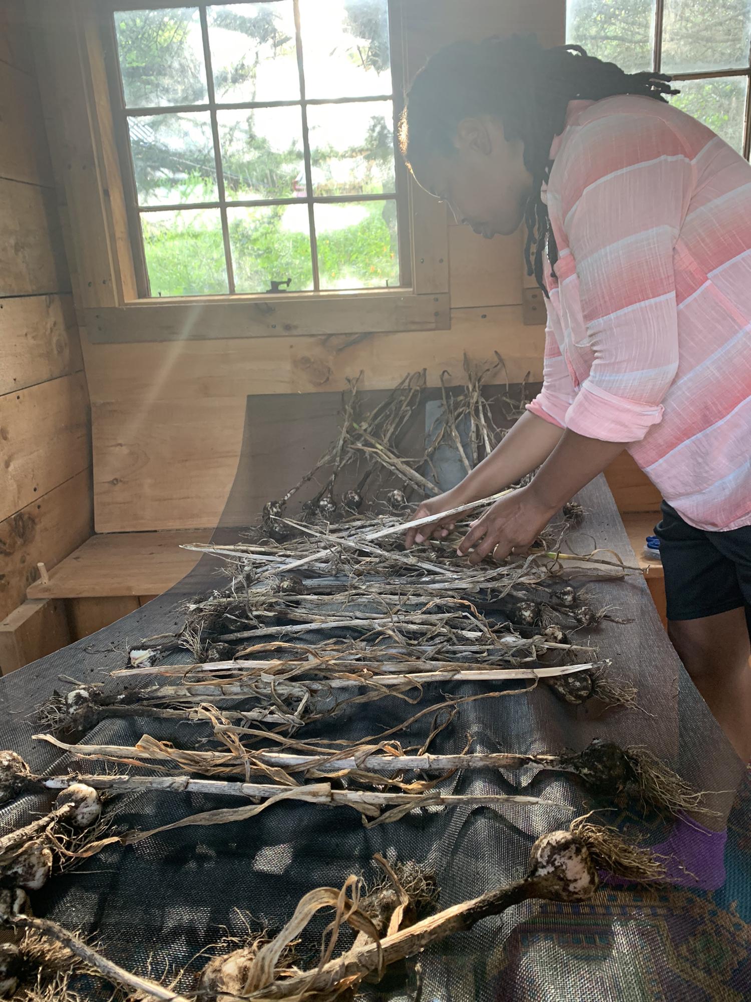 Drying the Garlic