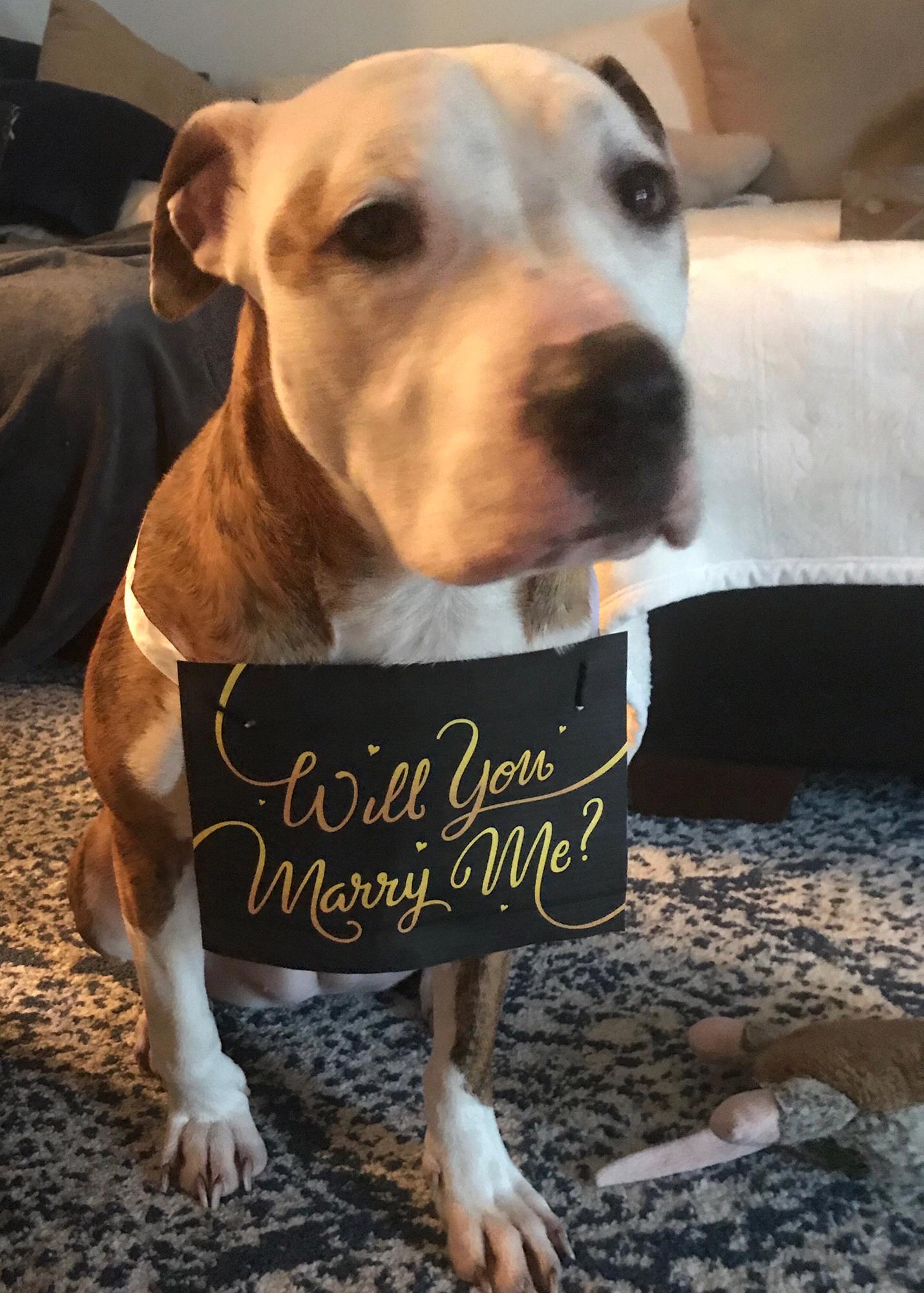 Nala helped ask Lindsey to Marry Josh.