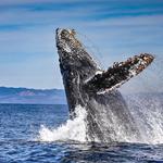Avila Beach Whale Watching