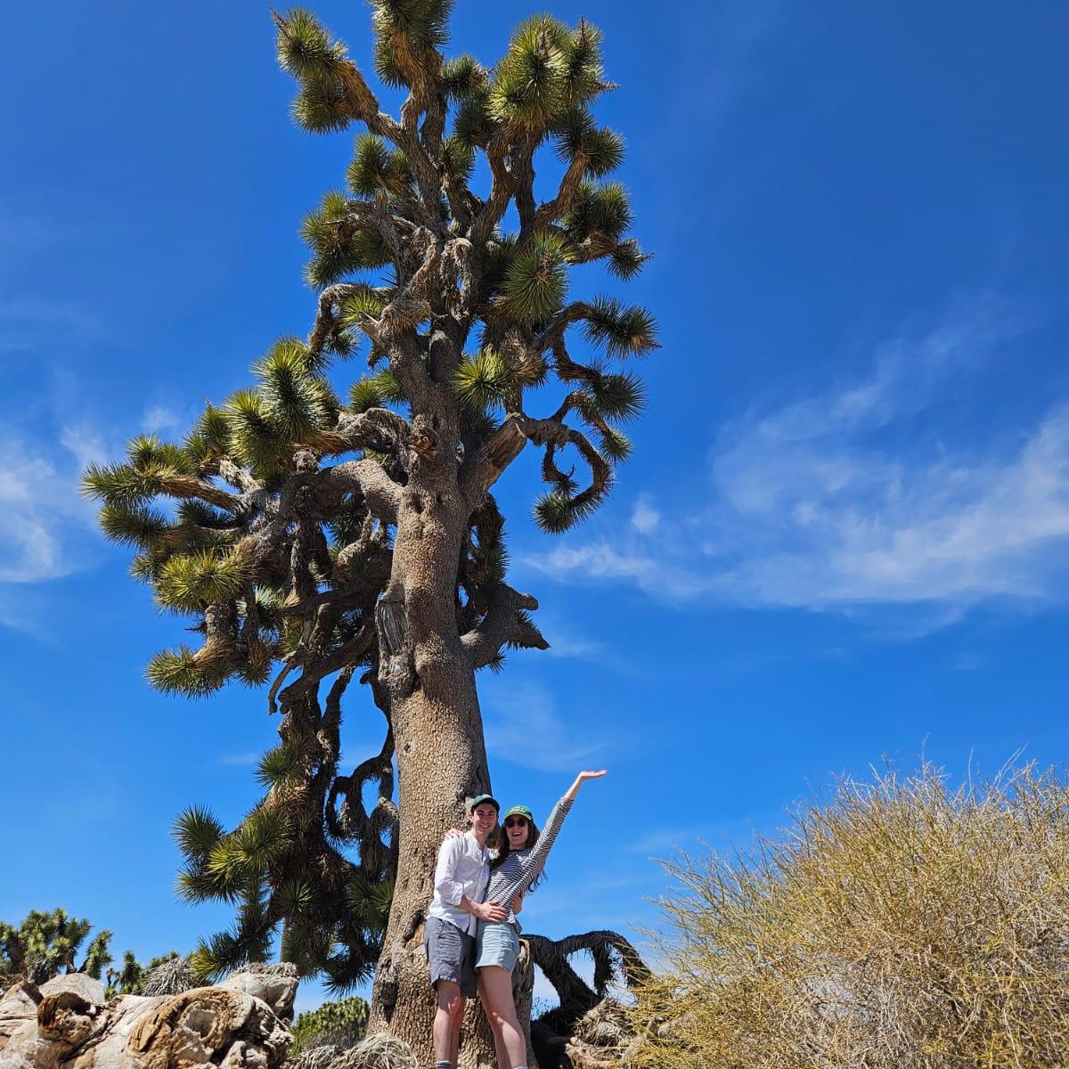 Joshua Tree, 2024