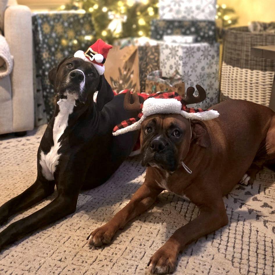 Our pups are our life! Max (fawn male boxer) is 3 and Beau (black female boxer-pointer) is 2.