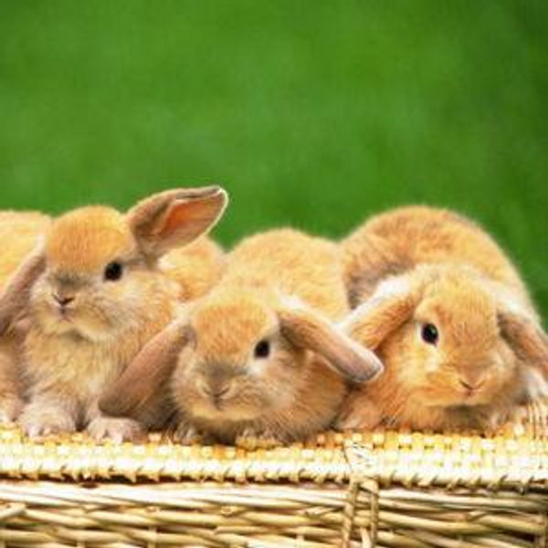 Our "Bunnymoon" Fund