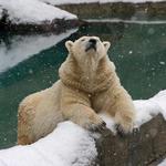 Cincinnati Zoo & Botanical Garden