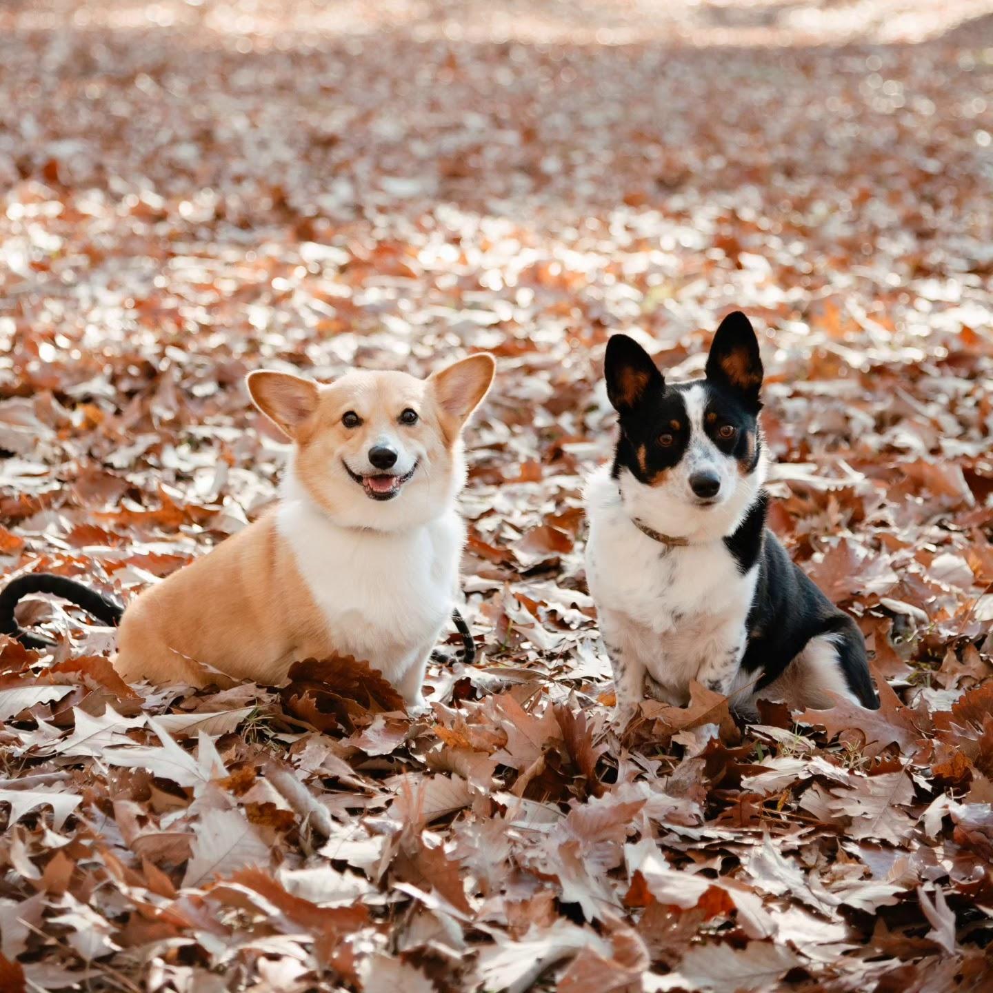 Our fur-babies, Pearl and Wilbur