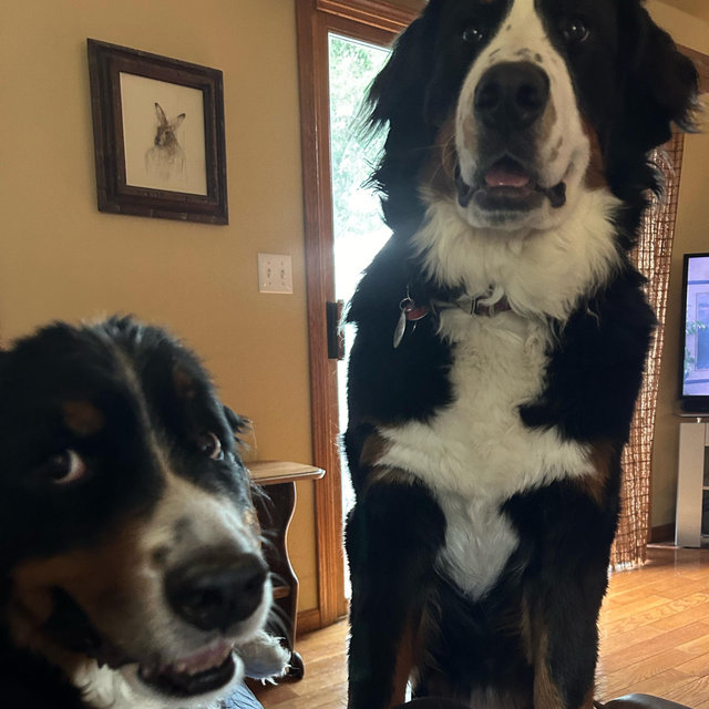 Fur baby fund