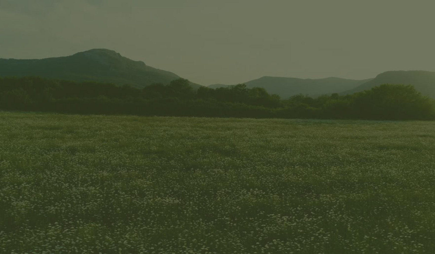 Footer image