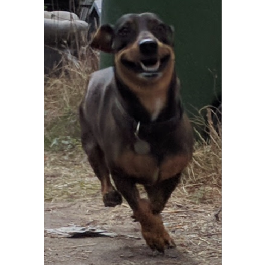 This whole thing brings a smile to our dog Aubrey!