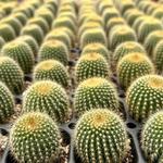 Cactus Mart