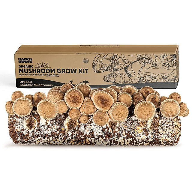 Back to the Roots 14002 Organic Shiitake Mushroom Grow Kit, Brown