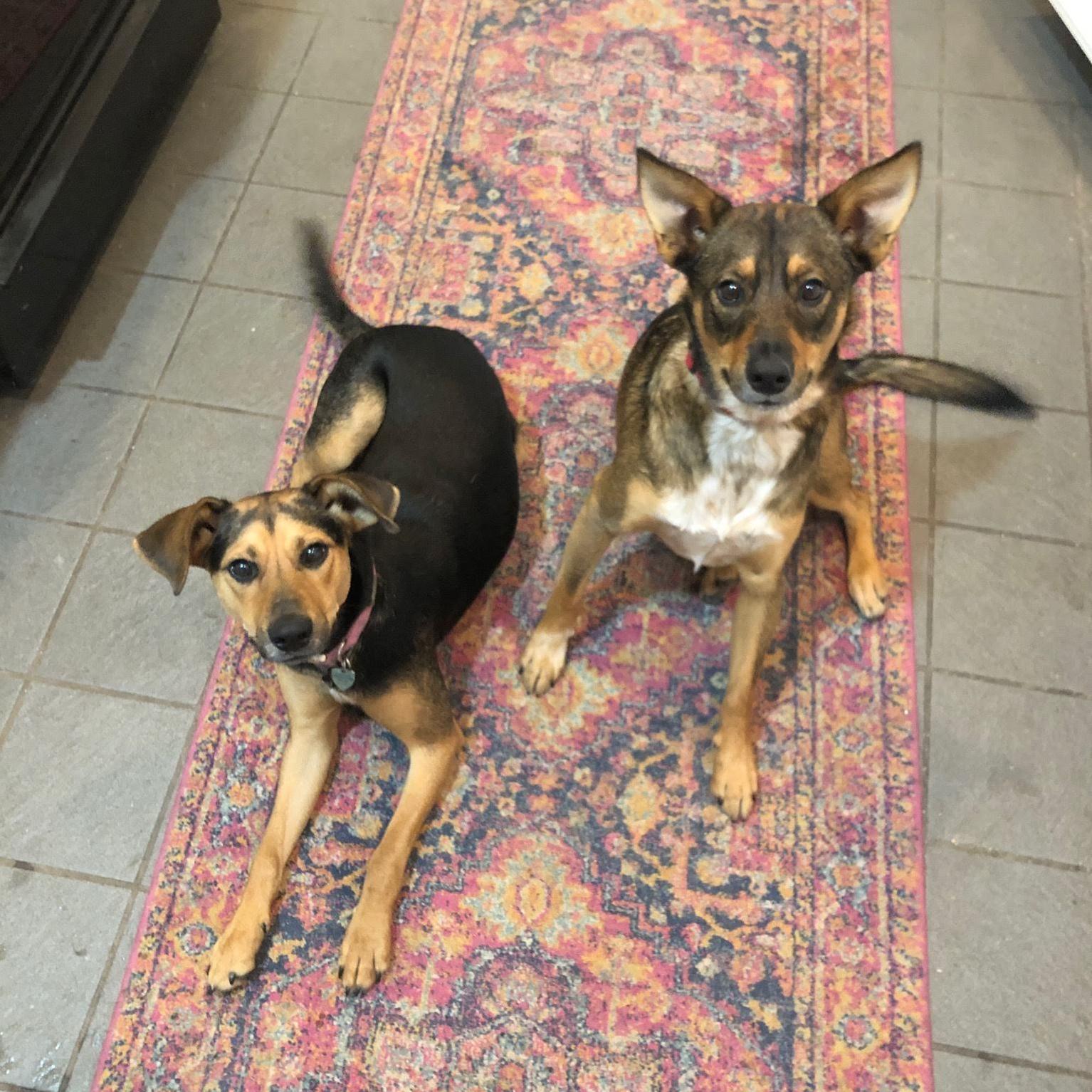 Penny and Pippin enjoy racing back and forth over this kitchen rug, chasing the laser pointer dot.