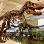 American Museum of Natural History