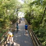Swamp Rabbit trail