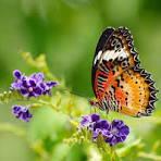 Butterfly World