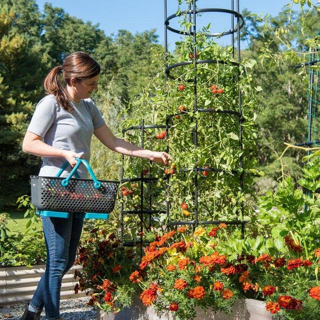 Titan Tall Tomato Cages, Set of 3