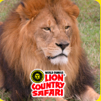 Lion Country Safari